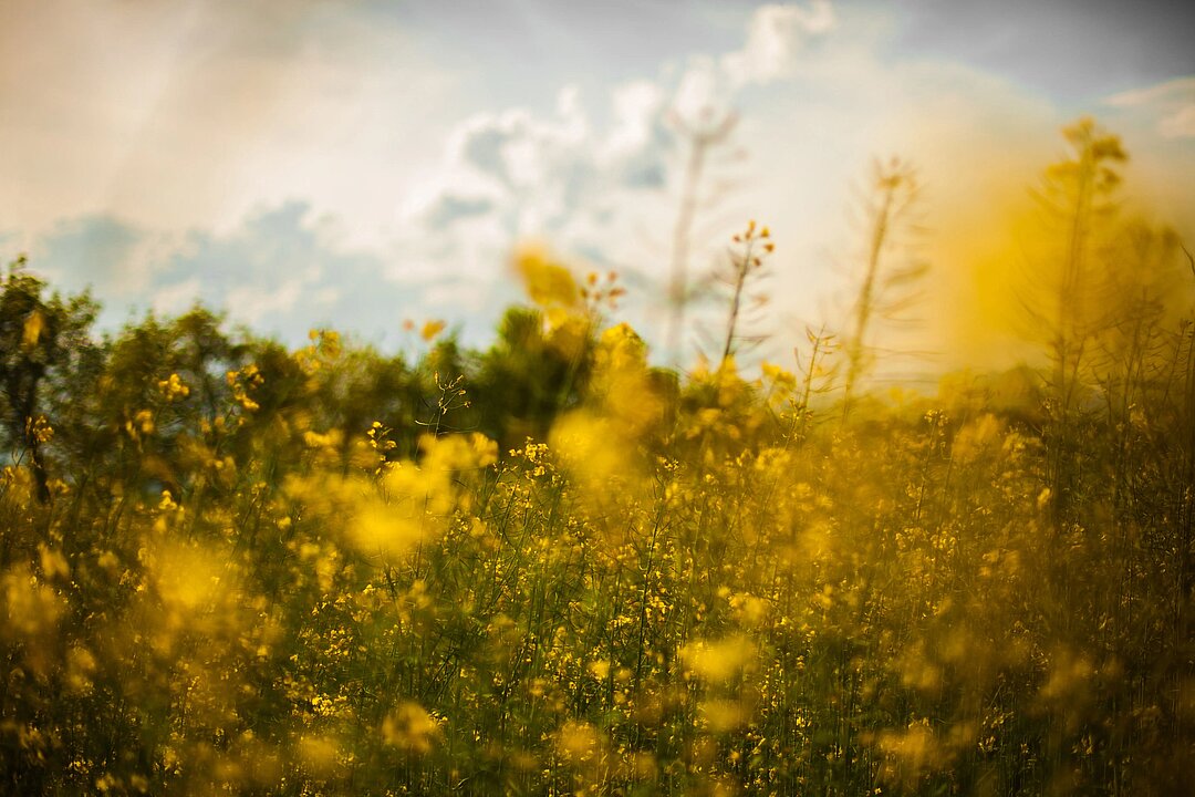 Blog